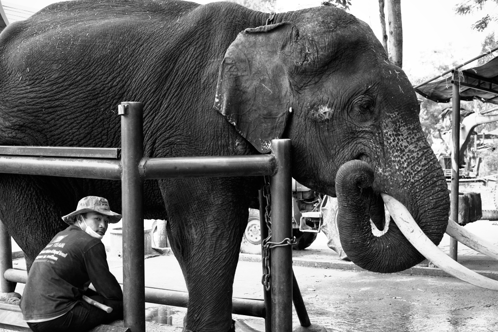 éléphant noir et blanc thailande ayutthaya