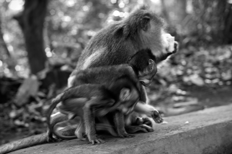 Singes « Monkey Forest » à Ubud, Bali / Indonésie : .