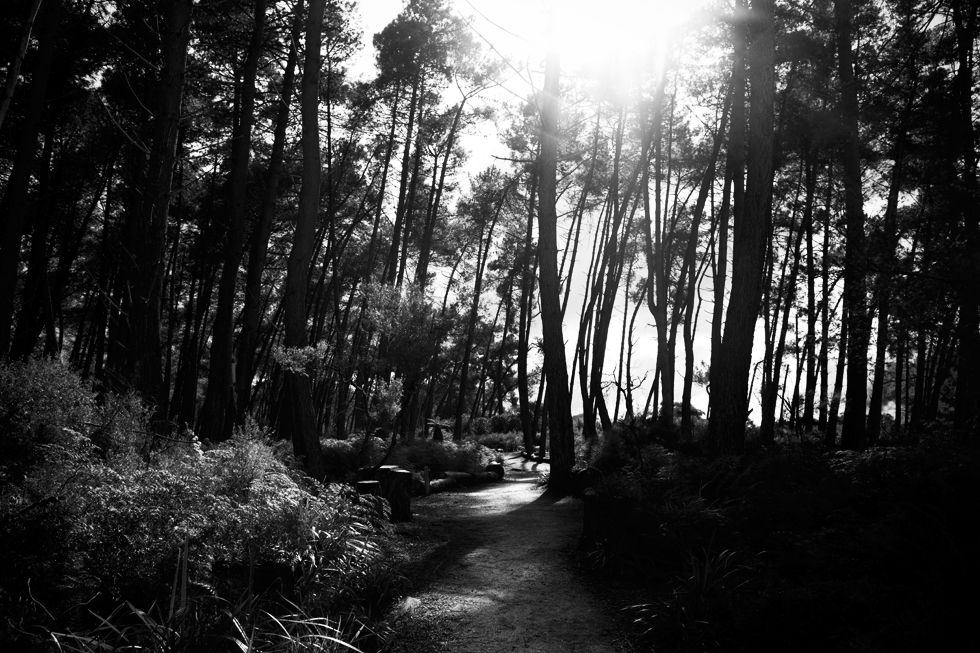 Forêt de pins, Wai-O-Tapu, Nouvelle Zélande : .