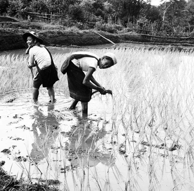 Culture du riz à Sam Neua Laos : .