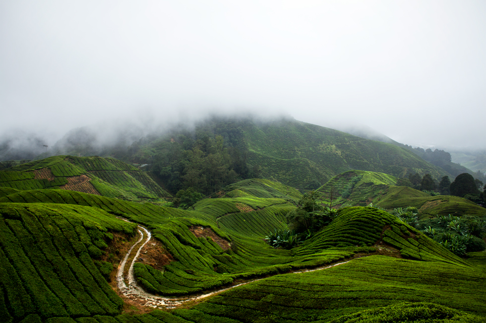 Plantations de thé à Cameron Highland, Malaysia : .