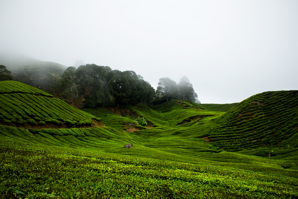 Plantations de thé à Cameron Highland, Malaysia