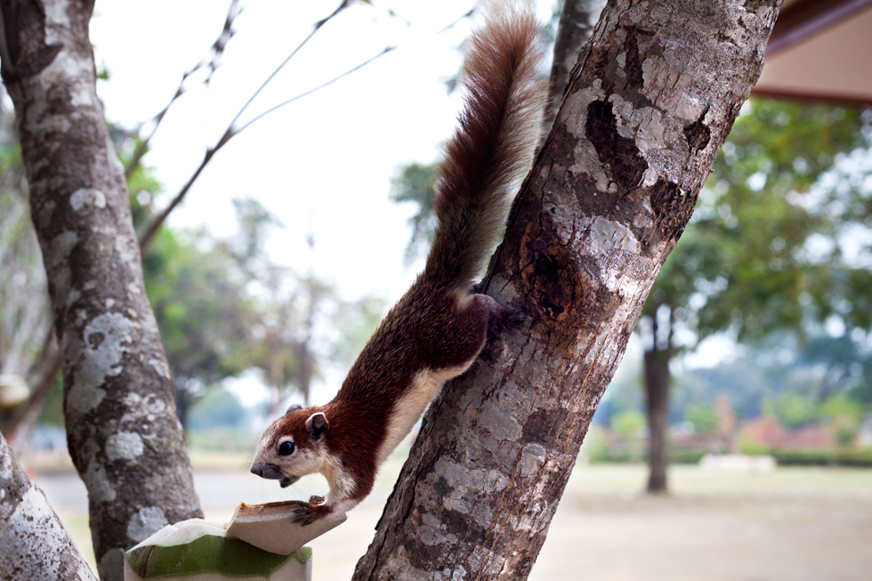 Écureuil mangeant une noix de coco à Ayutthaya, Thailande : .